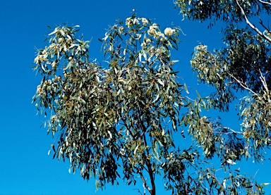 APII jpeg image of Eucalyptus ochrophloia  © contact APII