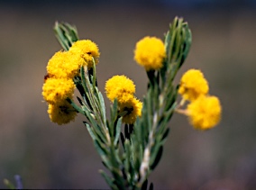 APII jpeg image of Acacia ruppii  © contact APII