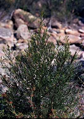 APII jpeg image of Hemigenia cuneifolia  © contact APII