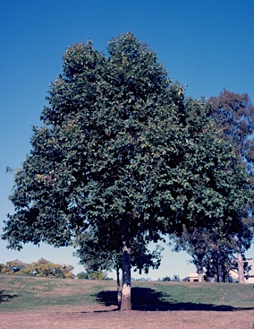 APII jpeg image of Corymbia torelliana  © contact APII