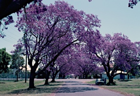 APII jpeg image of Jacaranda mimosifolia  © contact APII