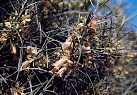 APII jpeg image of Eremophila oppositifolia subsp. oppositifolia  © contact APII