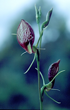 APII jpeg image of Cryptostylis erecta  © contact APII