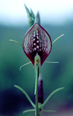 APII jpeg image of Cryptostylis erecta  © contact APII