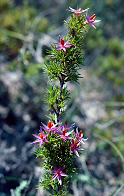 APII jpeg image of Calectasia cyanea  © contact APII