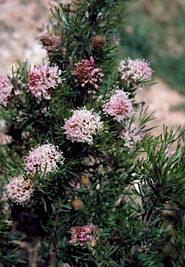 APII jpeg image of Grevillea crithmifolia  © contact APII