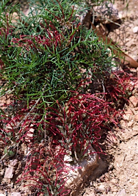 APII jpeg image of Grevillea nana  © contact APII