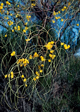 APII jpeg image of Acacia merinthophora  © contact APII