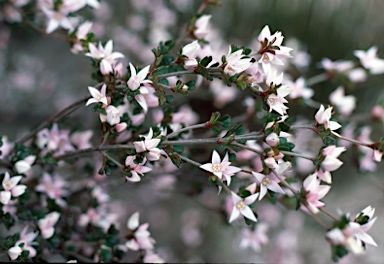 APII jpeg image of Boronia algida  © contact APII