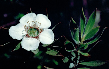 APII jpeg image of Leptospermum lanigerum  © contact APII