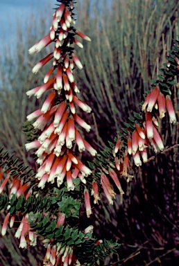 APII jpeg image of Epacris longiflora  © contact APII