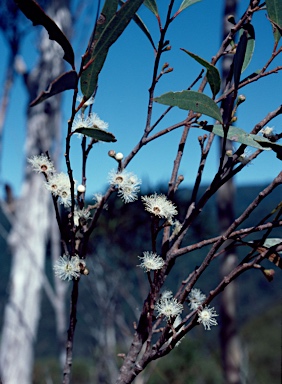 APII jpeg image of Eucalyptus approximans  © contact APII