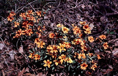 APII jpeg image of Hibbertia miniata  © contact APII