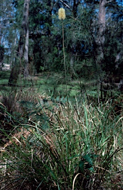 APII jpeg image of Xanthorrhoea macronema  © contact APII