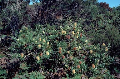 APII jpeg image of Banksia aemula  © contact APII