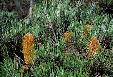 APII jpeg image of Banksia spinulosa var. spinulosa  © contact APII