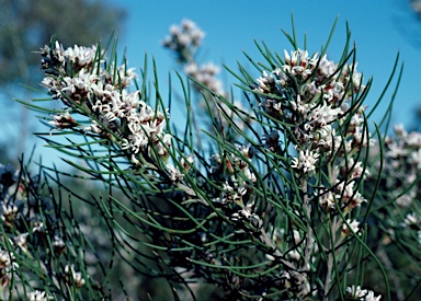 APII jpeg image of Conospermum acerosum  © contact APII