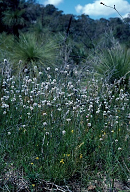 APII jpeg image of Conospermum huegelii  © contact APII