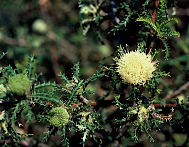 APII jpeg image of Banksia kippistiana  © contact APII