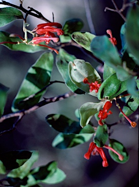 APII jpeg image of Grevillea arenaria  © contact APII