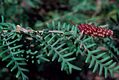 APII jpeg image of Grevillea caleyi  © contact APII