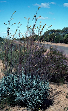 APII jpeg image of Grevillea eryngioides  © contact APII