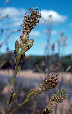 APII jpeg image of Grevillea eryngioides  © contact APII