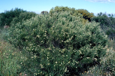 APII jpeg image of Grevillea hakeoides subsp. stenophylla  © contact APII