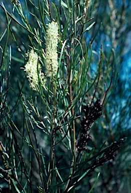 APII jpeg image of Grevillea biformis subsp. biformis  © contact APII