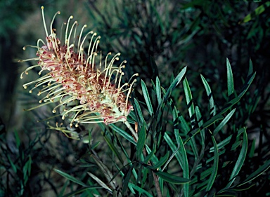 APII jpeg image of Grevillea 'Misty Pink'  © contact APII