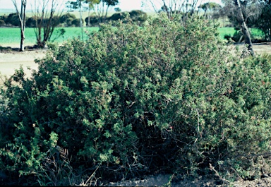 APII jpeg image of Grevillea patentiloba subsp. patentiloba  © contact APII