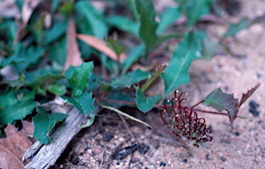 APII jpeg image of Grevillea repens  © contact APII