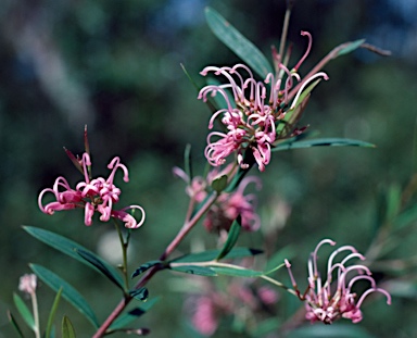 APII jpeg image of Grevillea sericea  © contact APII