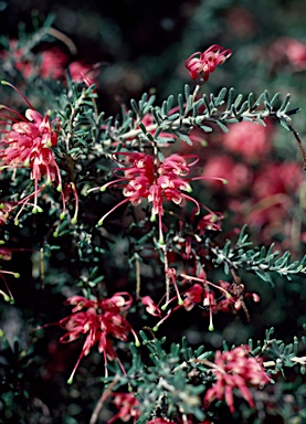 APII jpeg image of Grevillea hirtella  © contact APII