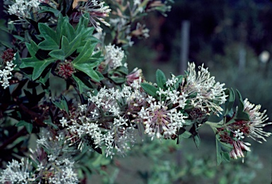 APII jpeg image of Grevillea vestita subsp. vestita  © contact APII