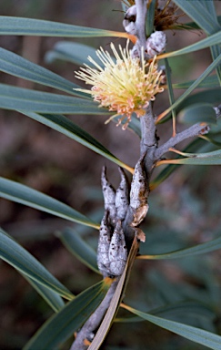 APII jpeg image of Hakea cinerea  © contact APII