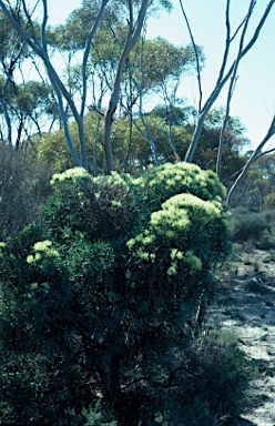 APII jpeg image of Hakea corymbosa  © contact APII