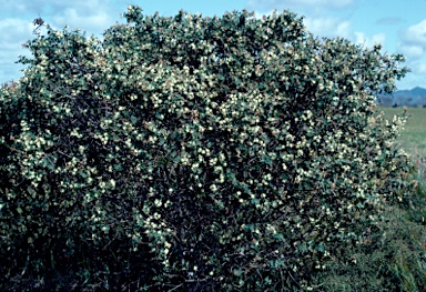 APII jpeg image of Hakea ferruginea  © contact APII