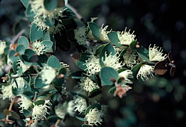 APII jpeg image of Hakea ferruginea  © contact APII