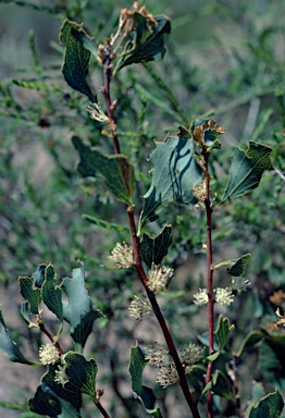 APII jpeg image of Hakea undulata  © contact APII