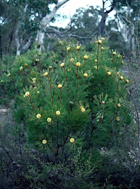 APII jpeg image of Isopogon anethifolius  © contact APII