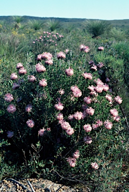 APII jpeg image of Isopogon dubius  © contact APII