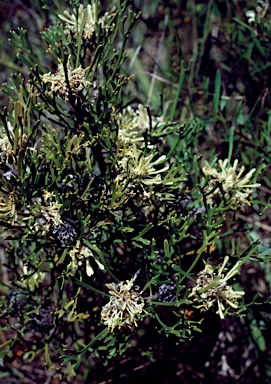 APII jpeg image of Isopogon mnoraifolius  © contact APII