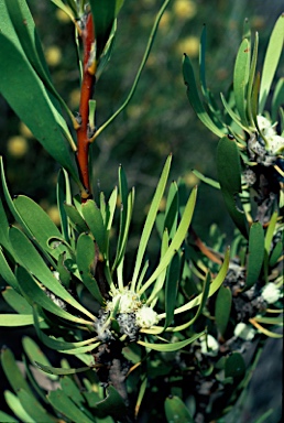 APII jpeg image of Isopogon polycephalus  © contact APII