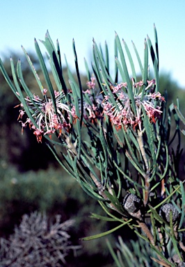 APII jpeg image of Isopogon scabriusculus subsp. scabriusculus  © contact APII