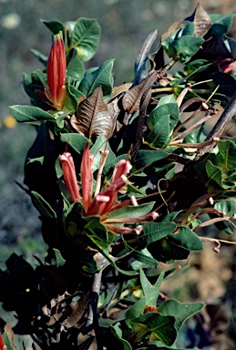 APII jpeg image of Lambertia multiflora  © contact APII