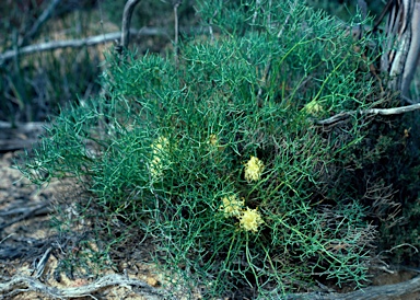 APII jpeg image of Petrophile circinata  © contact APII