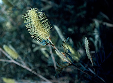 APII jpeg image of Grevillea sessilis  © contact APII