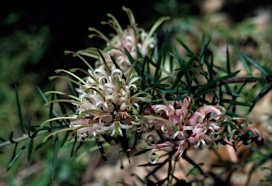 APII jpeg image of Grevillea 'Pink Lady'  © contact APII