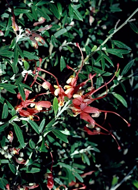 APII jpeg image of Grevillea tripartita  © contact APII